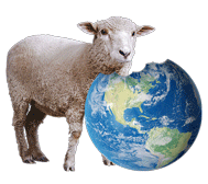 sheep
